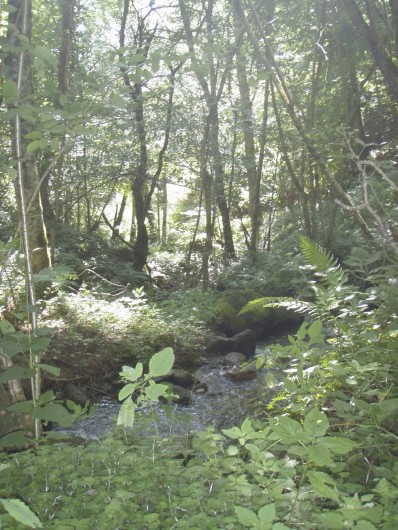 Location de vacances - Gîte à Campan - Le ruisseau d'à coté "la pêche à la truite"