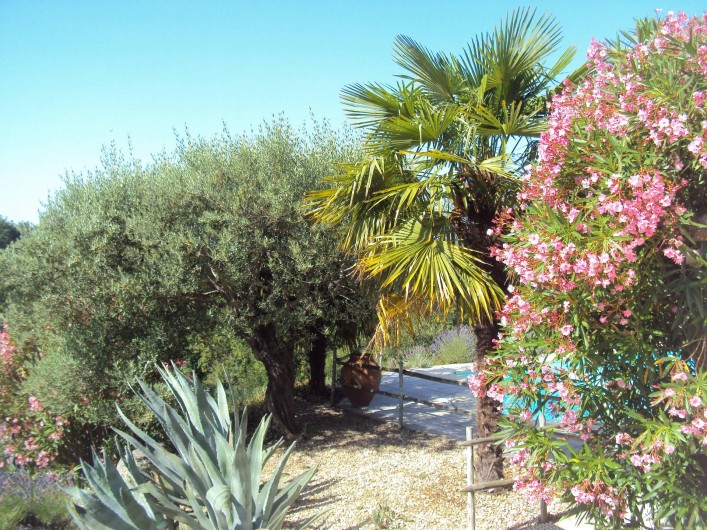 Location de vacances - Gîte à Chassiers - La  piscine et la végétation méditerranéenne