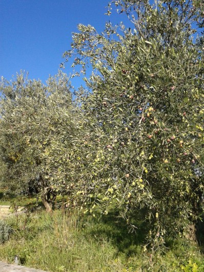 Location de vacances - Gîte à Saint-Jean-de-Serres - La récolte des olives vertes approche.