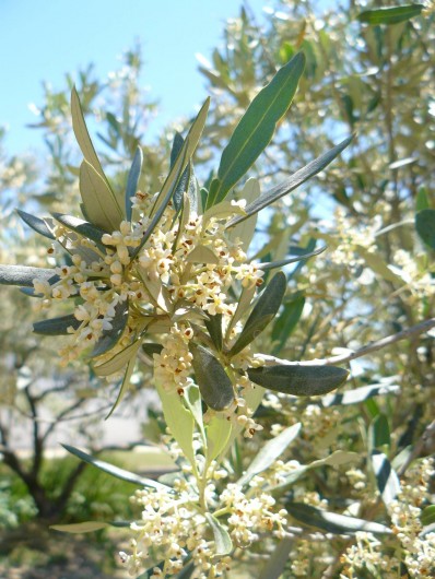 Location de vacances - Gîte à Saint-Jean-de-Serres - olivier en fleurs  mi Avril