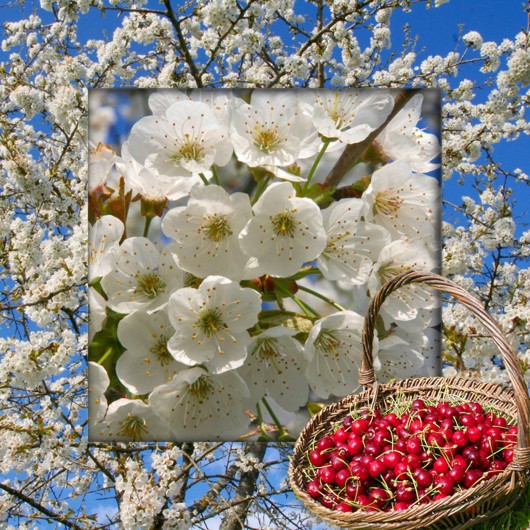 Location de vacances - Villa à Simeyrols - Nombreux fruitiers pour en partager leur récolte bio