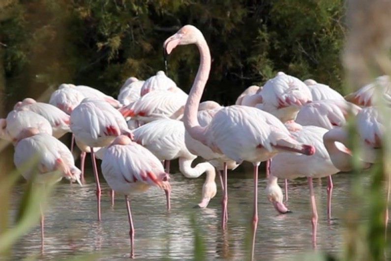 Location de vacances - Gîte à Arles - Le flamant rose oiseau emblématique de Camargue