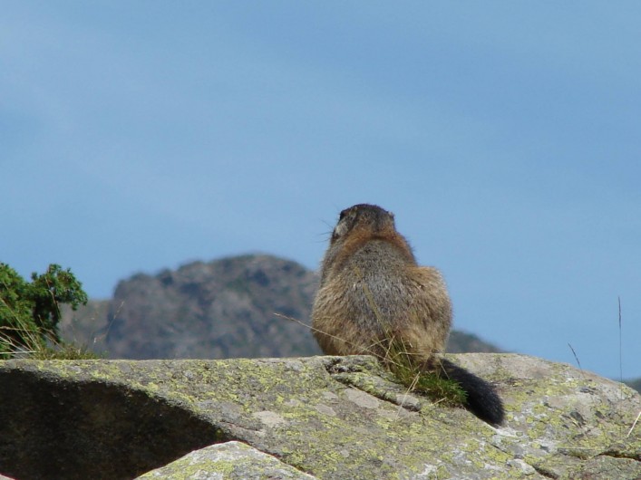 Location de vacances - Chalet à Les Deux Alpes - Une marmotte songeuse...