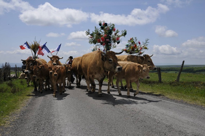 Location de vacances - Gîte à Saint-Pierre-de-Nogaret - Jour de transhumance pour nos vaches
